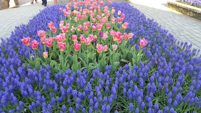 Orange County Arboretum