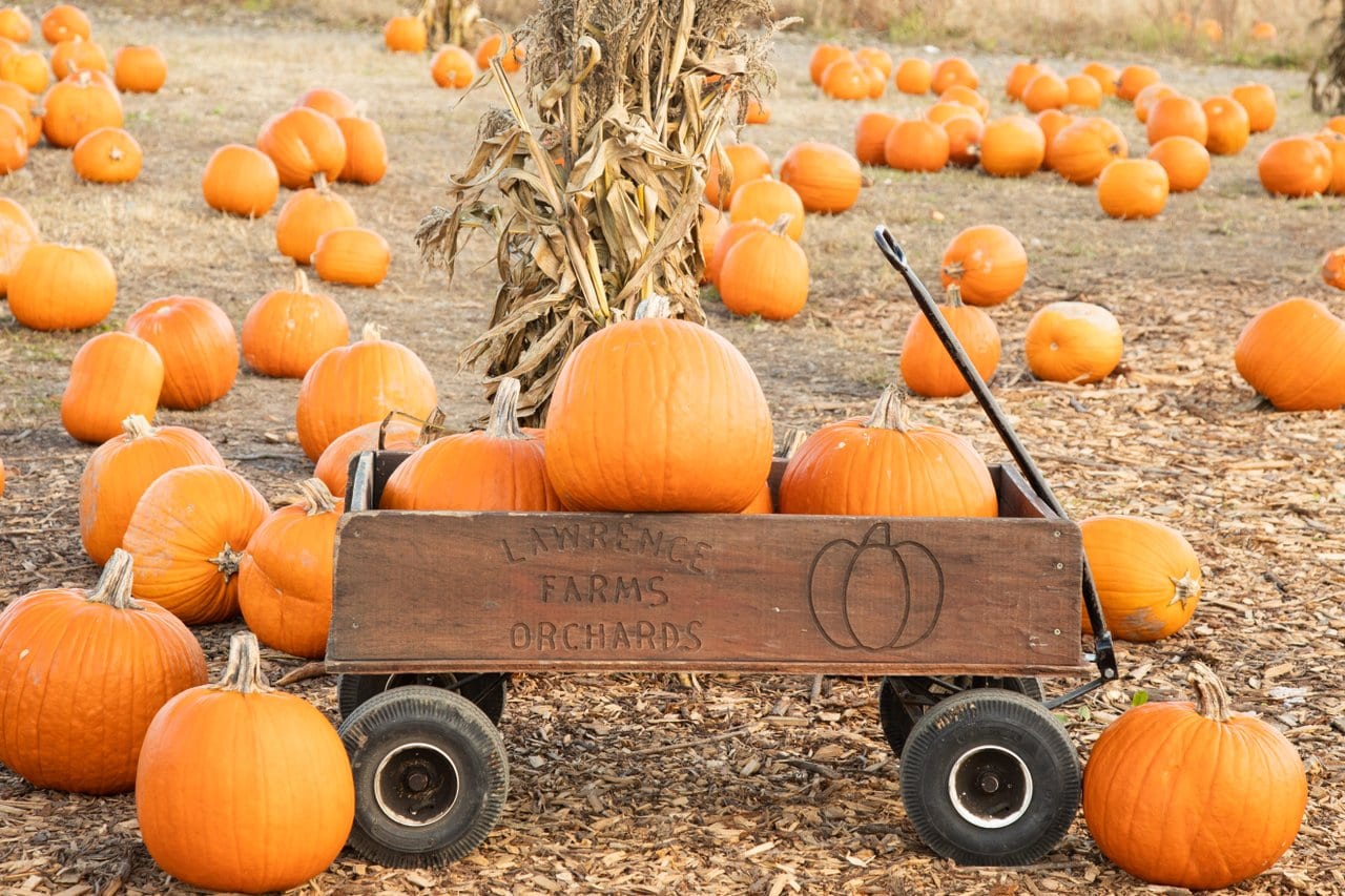 Lawrence Farms Orchards – UPICK