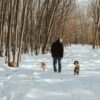 Man with dogs walking in snowy woods