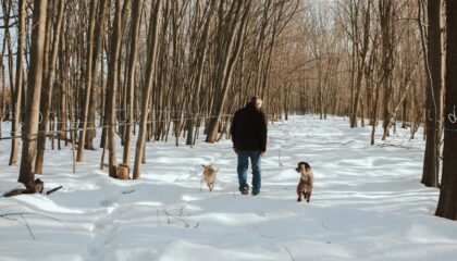 Man with dogs walking in snowy woods